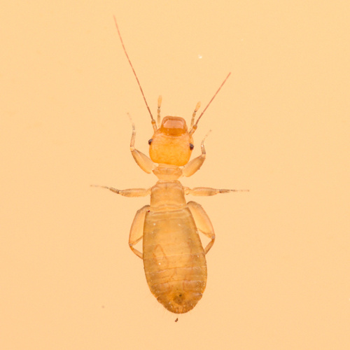 iNaturalist observation photo of Domestic Booklice
