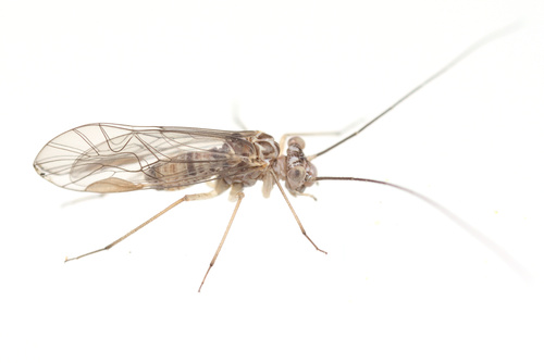 iNaturalist observation photo of Mesopsocus unipunctatus