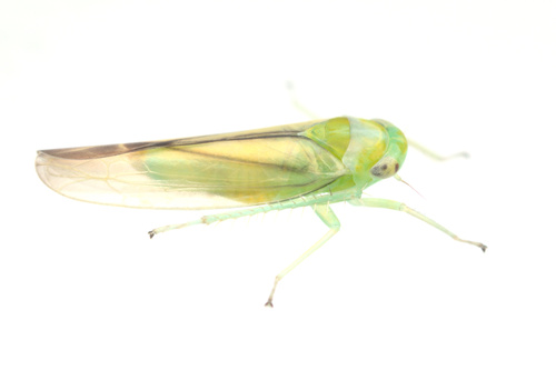 iNaturalist observation photo of Kybos