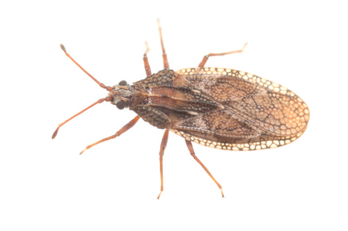 iNaturalist observation photo of Lace Bugs