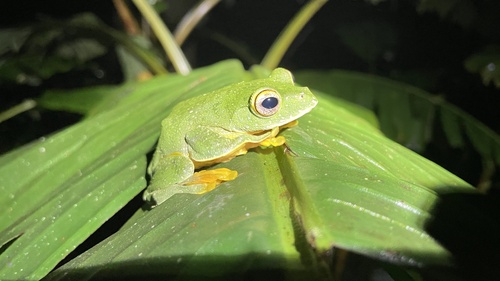 Black-webbed Flying Frog