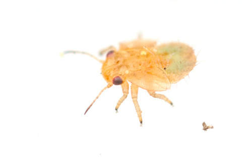 iNaturalist observation photo of Psylloids