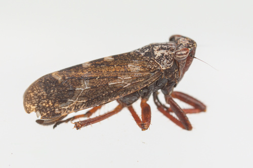 iNaturalist observation photo of Bathysmatophorini
