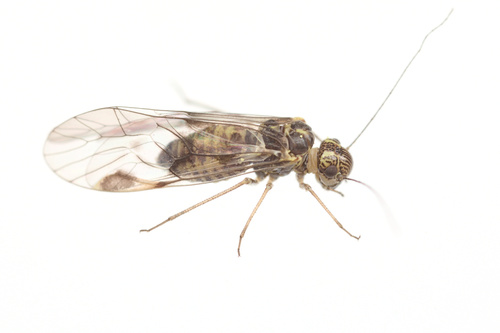 iNaturalist observation photo of Amphigerontia bifasciata
