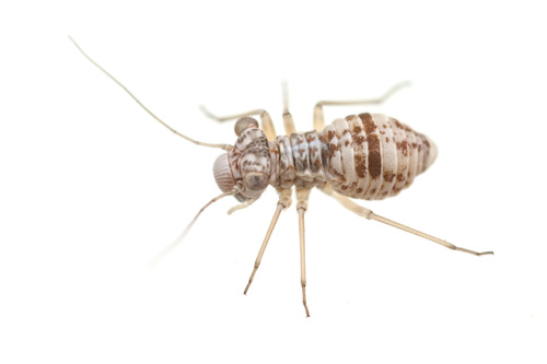 iNaturalist observation photo of Mesopsocus unipunctatus
