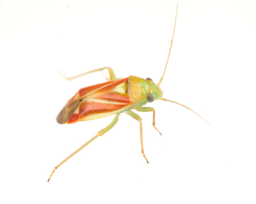 iNaturalist observation photo of Dichrooscytus
