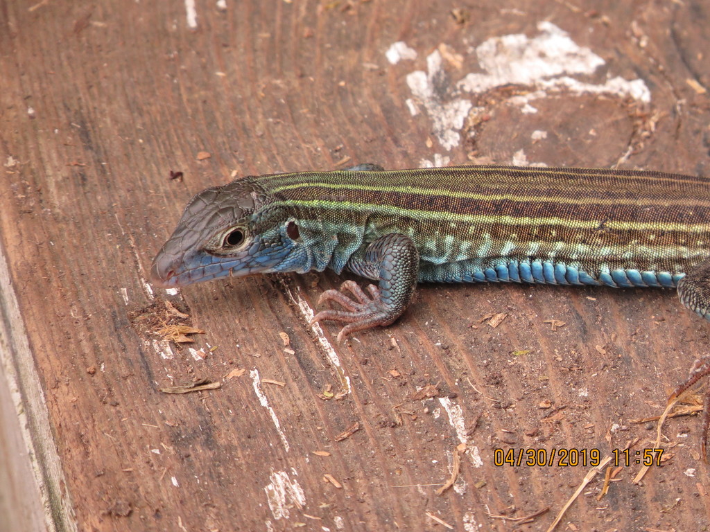 13 Lizards With Blue Bellies Pictures And Identification