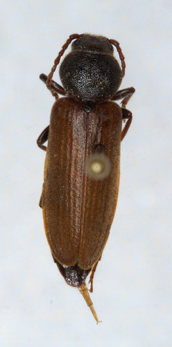 iNaturalist observation photo of Black Spruce Borer