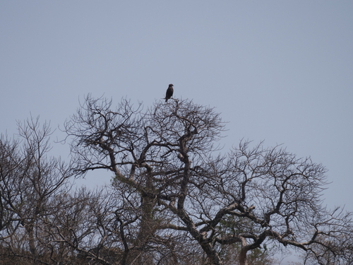 Brown Snake-Eagle