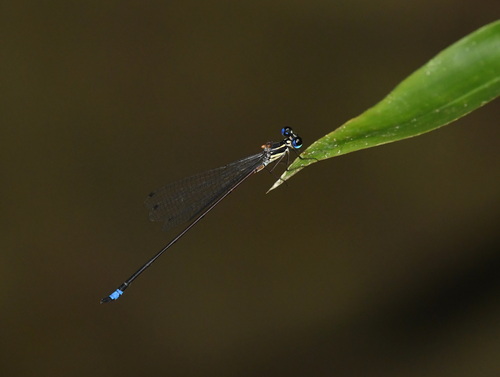 Coeliccia dinoceras