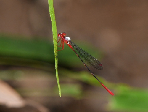 Risiocnemis appendiculata
