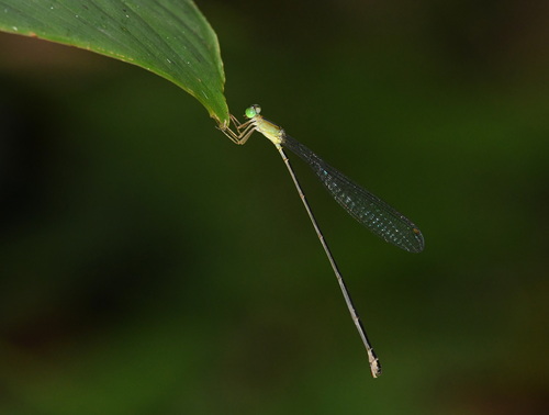 Pericnemis muragbonita