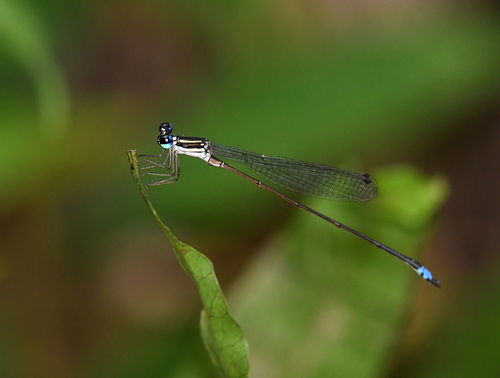 Coeliccia dinoceras