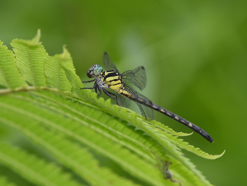 Heliogomphus bakeri