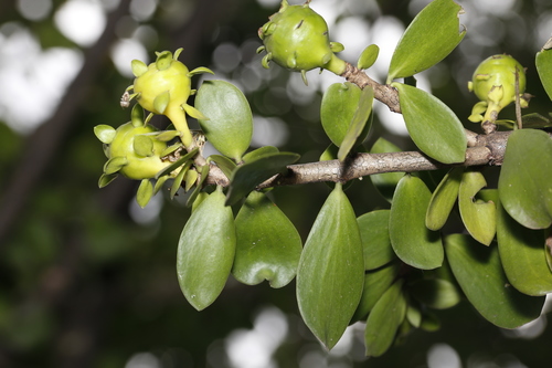 Leuenbergeria lychnidiflora