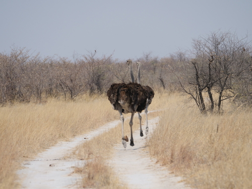 Southern Ostrich