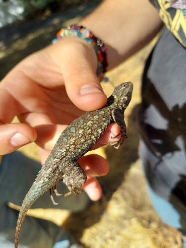 iNaturalist observation photo of Western Fence Lizard