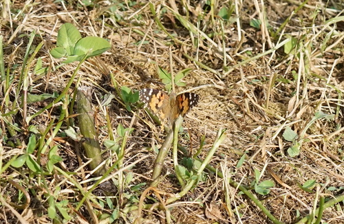 Painted Lady