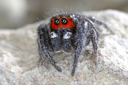 Pellenes seriatus