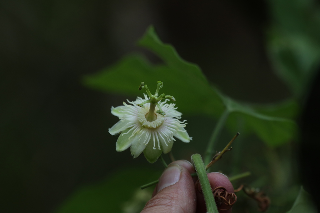 Passiflora wilsonii · iNaturalist