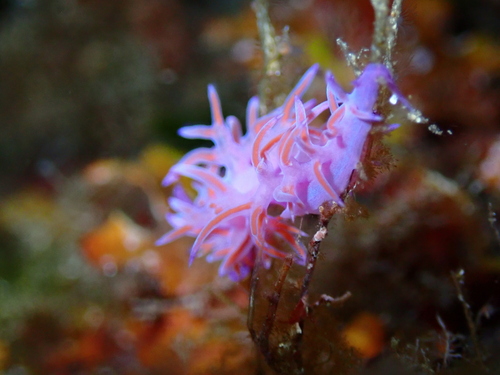 Flabellina affinis