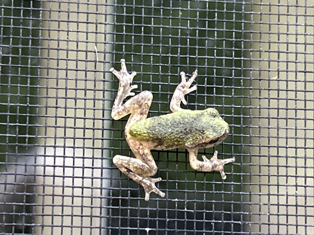 Gray Treefrog Species Complex from Thornbrook Rd, Ellicott City, MD, US ...