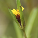 Heterosperma pinnatum - Photo (c) carlosmartorell69, כל הזכויות שמורות, הועלה על ידי carlosmartorell69