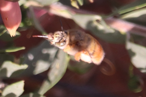 Amegilla scoparia