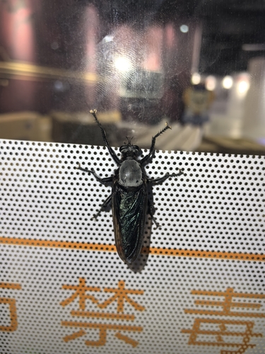 Microstylum oberthurii