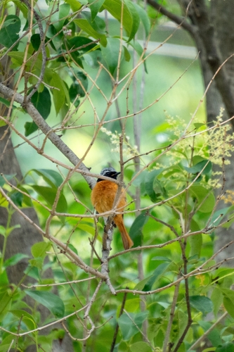 Daurian Redstart