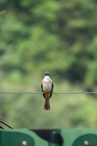 Brown-breasted Bulbul
