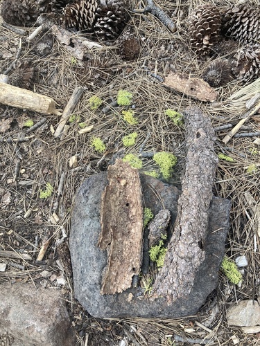 iNaturalist observation photo of Wolf Lichens