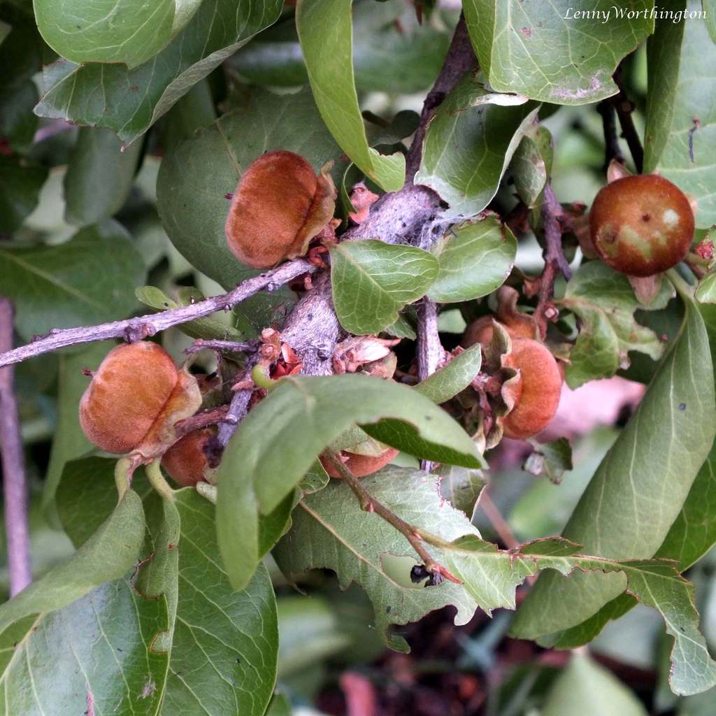 Diospyros rhodocalyx (Diospyros rhodocalyx)