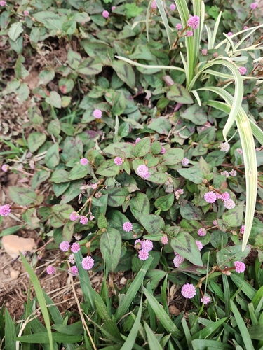 pink knotweed