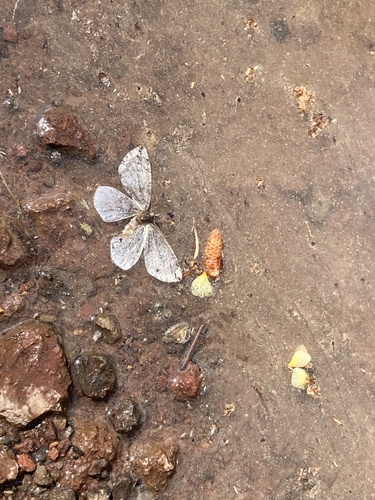 iNaturalist observation photo of Holarctic Azures