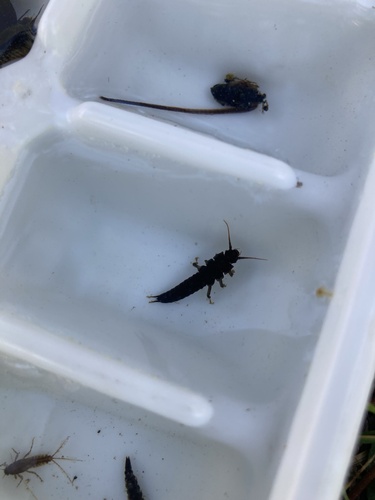 iNaturalist observation photo of Giant Stoneflies and Salmonflies