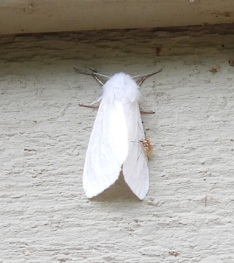 Fall Webworm Moth from Washago, ON L0K 2B0, Canada on June 22, 2025 at ...