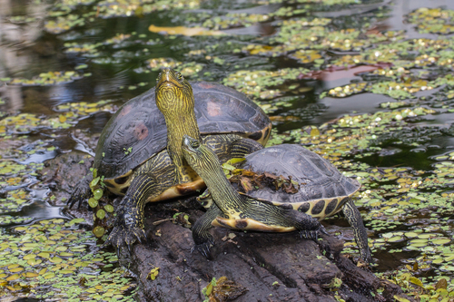 Photo by Chi Ying Virginia Lee