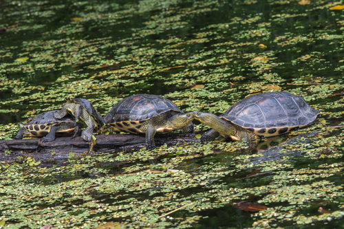 Common thread turtle