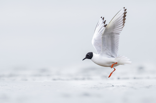 Bonaparte's Gull