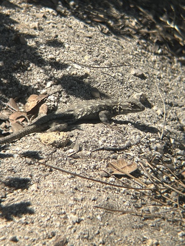 iNaturalist observation photo of Western Fence Lizard