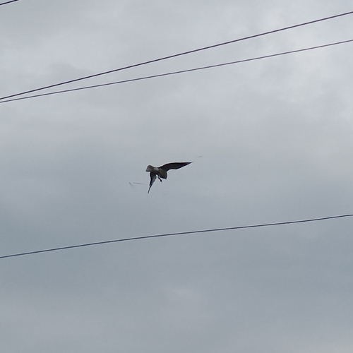 Black-winged Kite