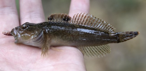 Knobfin Sculpin