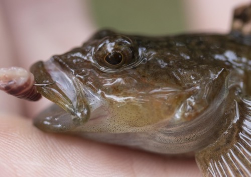 Knobfin Sculpin