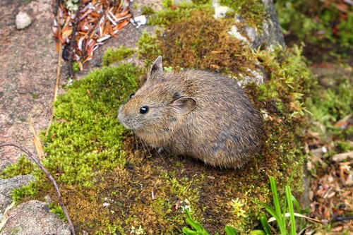 Moupin Pika (Ochotona thibetana) — Least Concern Mammalia