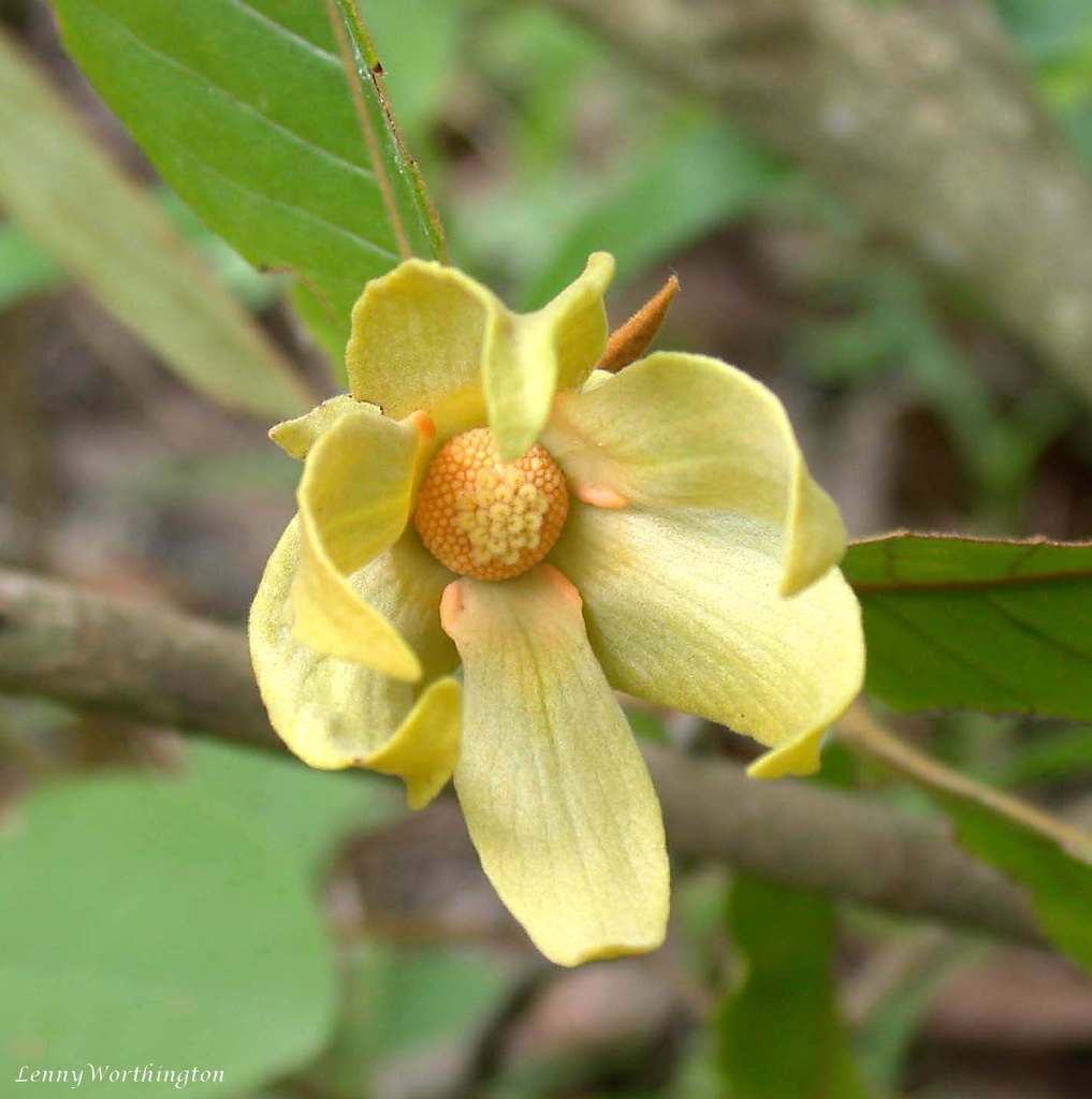 Uvaria hahnii (Uvaria hahnii)