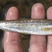 Ozark Chub - Photo (c) Cody Hough, all rights reserved, uploaded by Cody Hough