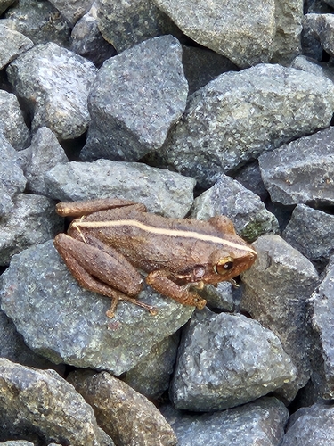Common Coqui