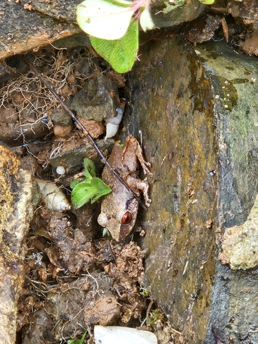Antillean Coqui