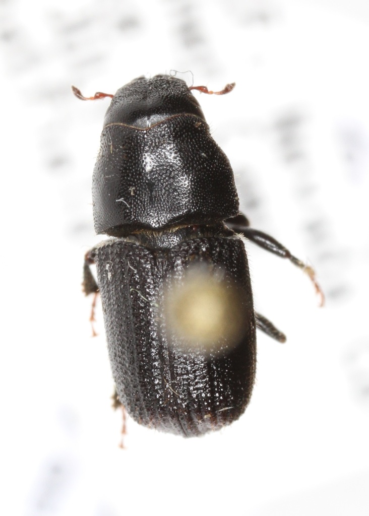 Mountain pine beetle